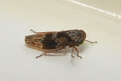 Metidiocerus rutilans