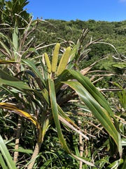 Freycinetia formosana