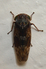 Metidiocerus rutilans