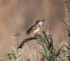 Prinia flavicans