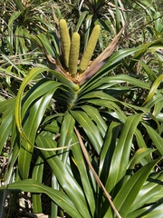 Freycinetia formosana