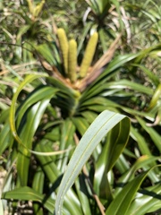 Freycinetia formosana