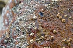 Leptoplana tremellaris