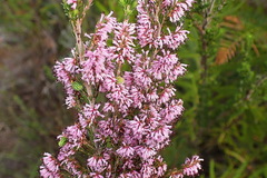 Erica uberiflora