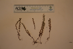 Veronica verna