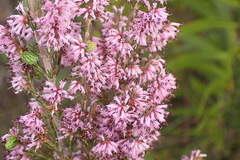 Erica uberiflora