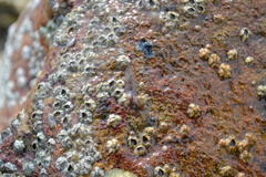 Leptoplana tremellaris