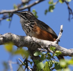 Achaetops pycnopygius