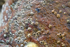 Leptoplana tremellaris