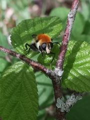 Criorhina floccosa