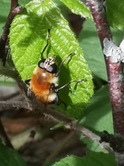 Criorhina floccosa