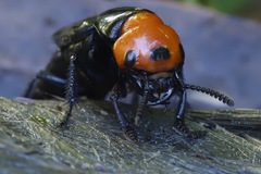 Creophilus lanio