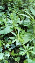 Galium aparine