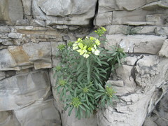 Erysimum flavum