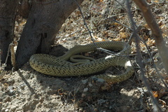 Masticophis fuliginosus
