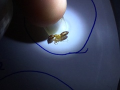 Colobopsis macrocephala