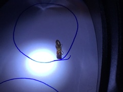 Colobopsis macrocephala