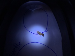 Colobopsis macrocephala