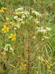 Tagetes minuta