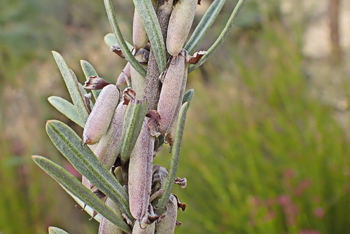 Image of Indigofera flabellata by no rights reserved