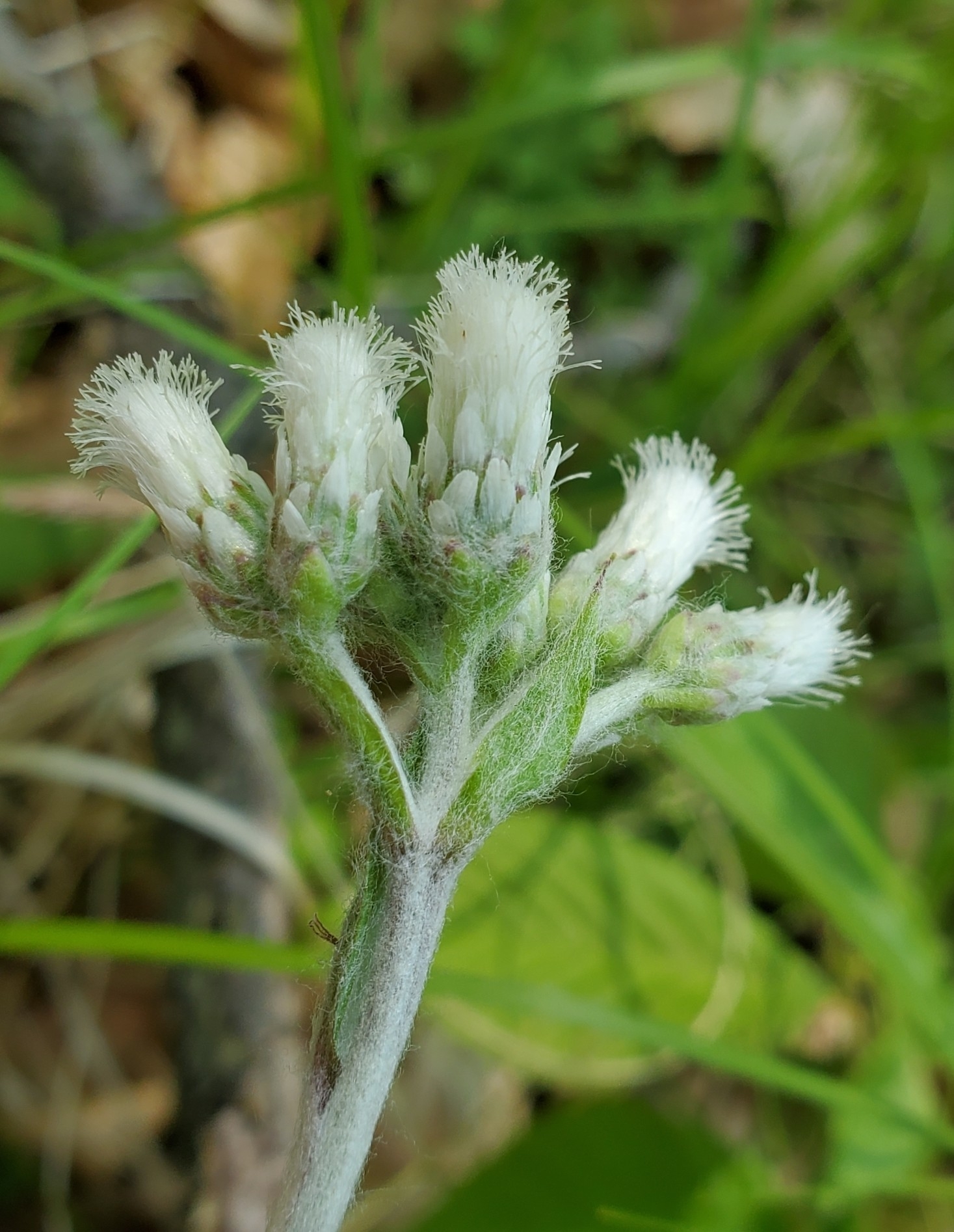Antennaria parlinii