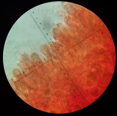 Laccaria laccata pallidifolia