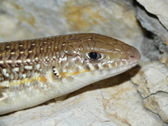 Eumeces schneiderii pavimentatus