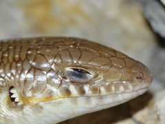 Eumeces schneiderii pavimentatus