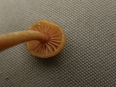 Laccaria laccata pallidifolia
