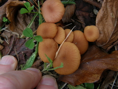 Laccaria laccata pallidifolia