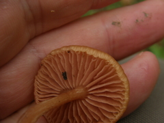Laccaria laccata pallidifolia