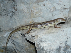 Eumeces schneiderii pavimentatus