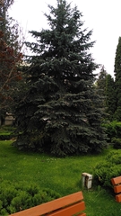Picea