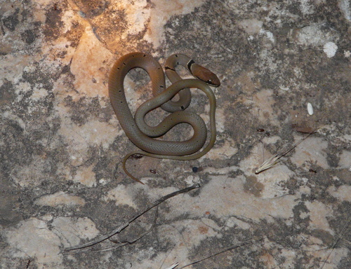 Platyceps collaris