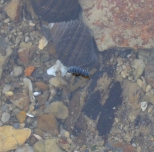 photo of Seashore Springtail (Anurida maritima)