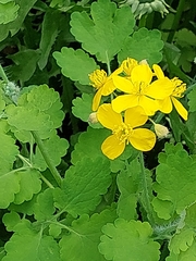 Chelidonium majus