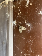 Hydriomena transfigurata