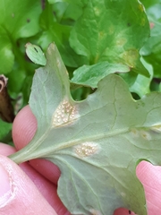 Puccinia maculosa