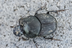 Onthophagus