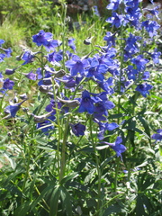 Delphinium cheilanthum