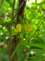 Rhynchosia difformis