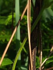 Rhynchosia difformis