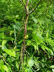 Rhynchosia difformis