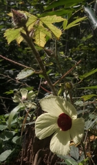 Abelmoschus esculentus