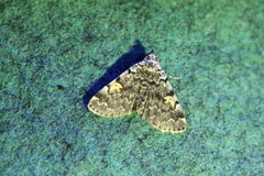 Idia calvaria