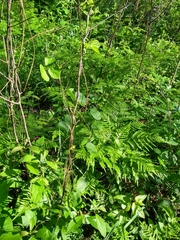 Rhynchosia difformis