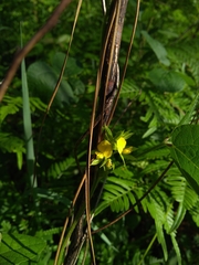 Rhynchosia difformis