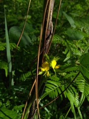 Rhynchosia difformis