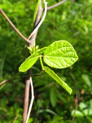 Rhynchosia difformis