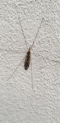 Tipula scripta